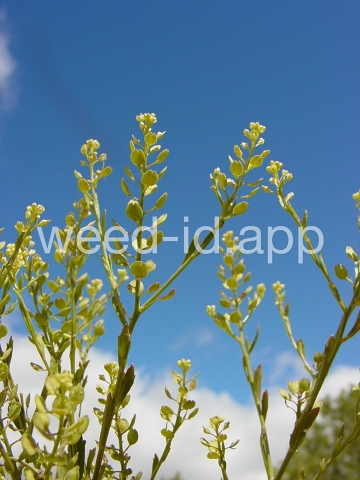 pepperweed, sand